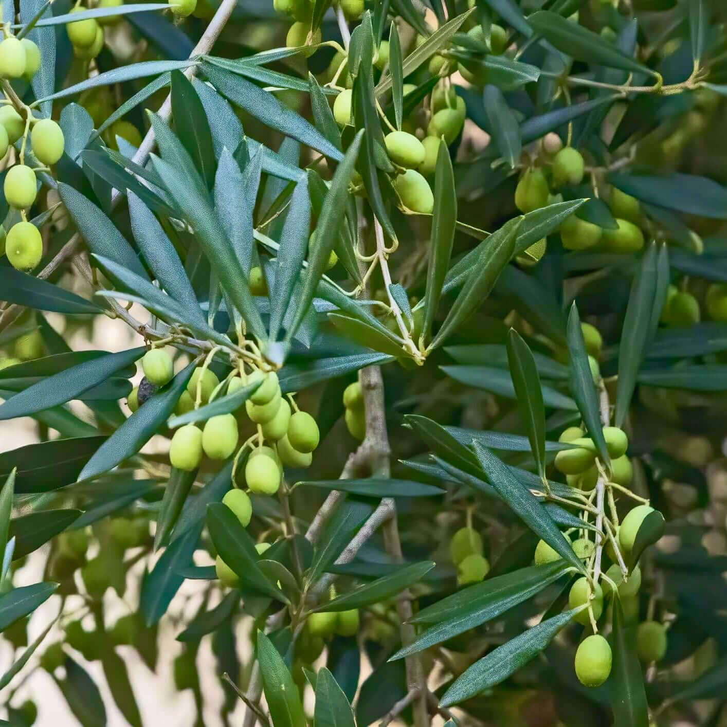 Mission Fruiting Olive Tree
